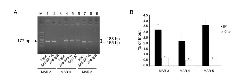 Shortened nuclear matrix attachment regions are sufficient for replication and maintenance of episomes in mammalian cells