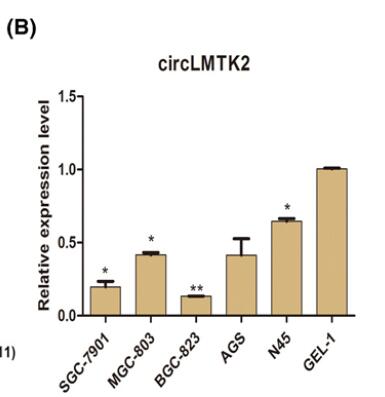 CircLMTK2 acts as a novel tumor suppressor in gastric cancer