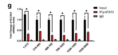 SLC2A3 promotes macrophage infiltration by glycolysis reprogramming in gastric cancer