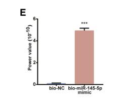  circCAMSAP1 promotes osteosarcoma progression and metastasis by sponging miR-145-5p and regulating FLI1 expression