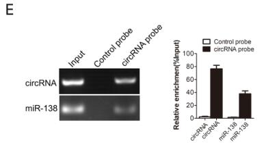 Hsa_circ_0006571 promotes spinal metastasis through sponging microRNA-138 to regulate sirtuin 1 expression in lung adenocarcinoma