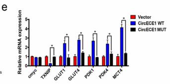 CircECE1 activates energy metabolism in osteosarcoma by stabilizing c-Myc