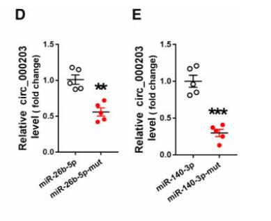 Circular RNA circRNA_000203 aggravates cardiac hypertrophy via suppressing miR-26b-5p and miR-140-3p binding to Gata4