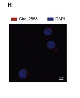  circ_2858 Helps Blood-Brain Barrier Disruption by Increasing VEGFA via Sponging miR-93-5p during Escherichia coli Meningitis