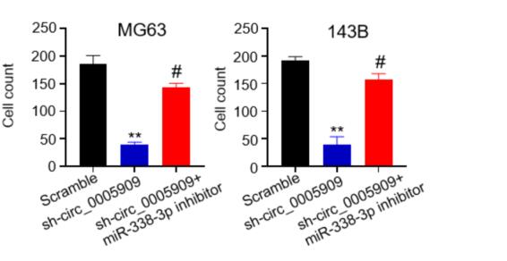 CircRNA hsa_circ_0005909 Promotes Cell Proliferation of Osteosarcoma Cells by Targeting miR-338-3p/HMGA1 Axis