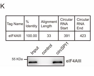 CircSPI1 acts as an oncogene in acute myeloid leukemia through antagonizing SPI1 and interacting with microRNAs