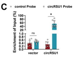 Novel role of circRSU1 in the progression of osteoarthritis by adjusting oxidative stress