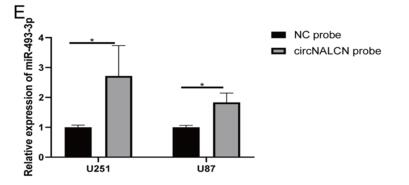 CircRNA NALCN acts as an miR-493-3p sponge to regulate PTEN expression and inhibit glioma progression