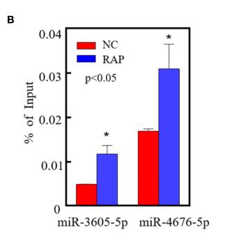 uc.77- Downregulation Promotes Colorectal Cancer Cell Proliferation by Inhibiting FBXW8-Mediated CDK4 Protein Degradation