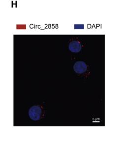 circ_2858 Helps Blood-Brain Barrier Disruption by Increasing VEGFA via Sponging miR-93-5p during Escherichia coli Meningitis