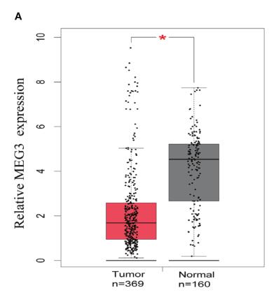 Upregulated LINC01667 Expression Is Correlated With Poor Prognosis in Hepatocellular Carcinoma