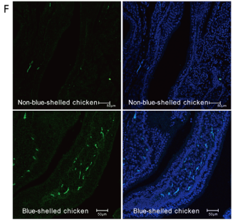 An EAV-HP Insertion in 5′ Flanking Region of SLCO1B3 Causes Blue Eggshell in the Chicken