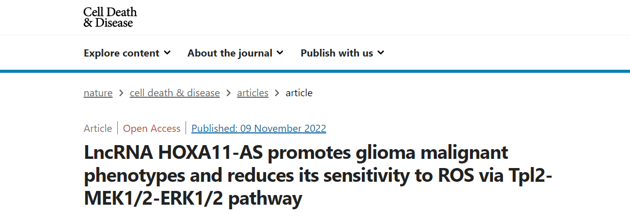 分子探针与表观遗传学研究好文分享：LncRNA HOXA11-AS通过Tpl2-MEK1/2-ERK1/2通路促进胶质瘤恶性表型并降低其对ROS的敏感性(IF=9.685)