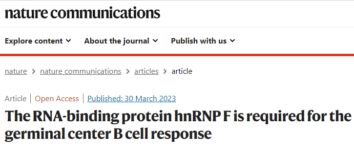 分子探针与表观遗传学研究好文分享：RNA结合蛋白hnRNP F是生发中心B细胞反应所必需的(IF=17.694)