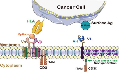 伯信生物携手美国Imgen BioSciences公司联合建立创新、领先的TCR-CAR-T（Tcar-T）技术中心