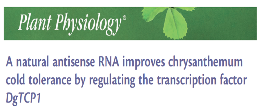 分子探针与表观遗传学研究好文分享：一种天然的反义RNA通过调控转录因子DgTCP1来提高菊花的耐寒性(IF=8.005)