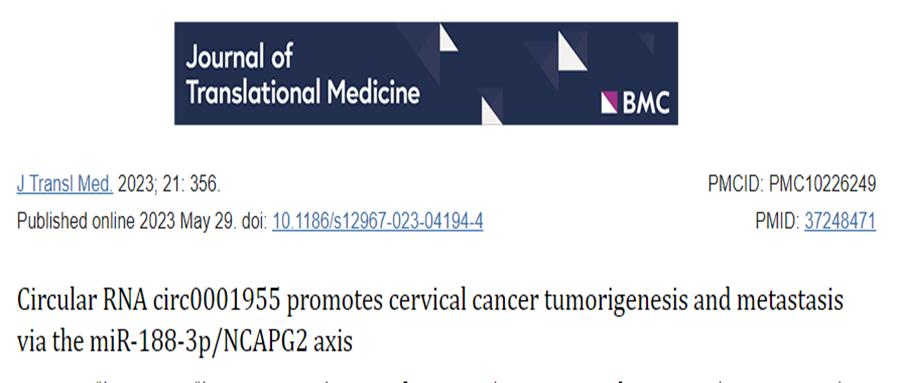 分子探针与表观遗传学研究好文分享：环状RNA circ0001955通过miR-188-3p/NCAPG2轴促进宫颈癌肿瘤的发生和转移(IF=8.449)