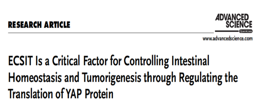分子探针与表观遗传学研究好文分享：ECSIT通过调节YAP蛋白的翻译，是控制肠道内稳态和肿瘤发生的关键因素(IF=15.100)