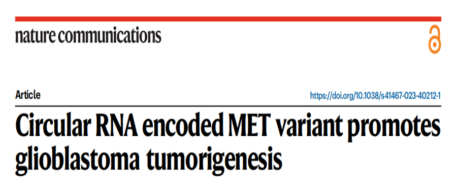 分子探针与表观遗传学研究好文分享：环状RNA编码的MET变异促进胶质母细胞瘤的发生（IF=16.601）