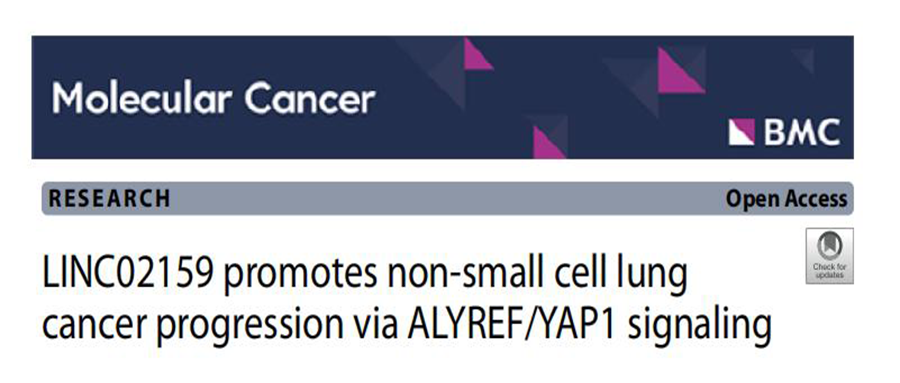 分子探针与表观遗传学研究好文分享：LINC02159通过ALYREF/YAP1信号通路促进非小细胞肺癌的进展（IF=37.299）