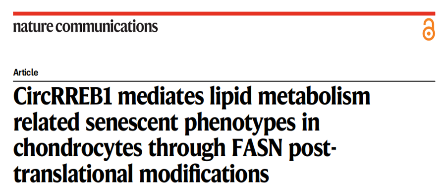 分子探针与表观遗传学研究好文分享：CircRREB1通过FASN翻译后修饰介导软骨细胞中脂质代谢相关的衰老表型（IF=16.600）