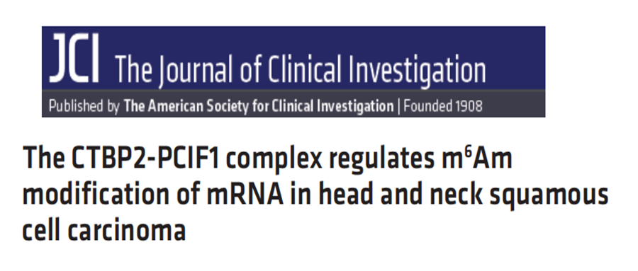 分子探针与表观遗传学研究好文分享：CTBP2-PCIF1复合物调控头颈部鳞状细胞癌中mRNA的m6 Am修饰（IF=15.9004）