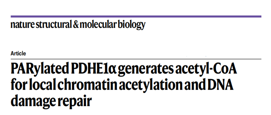 分子探针与表观遗传学研究好文分享：聚醚化的PDHE1α产生乙酰辅酶A，用于局部染色质乙酰化和DNA损伤修复（IF=16.8008）