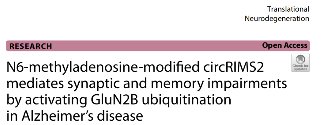 分子探针与表观遗传学研究好文分享：N6-甲基腺苷修饰的环状RIMS2通过激活阿尔茨海默病中的GluN2B泛素化来介导突触和记忆损伤（IF=12.6005）