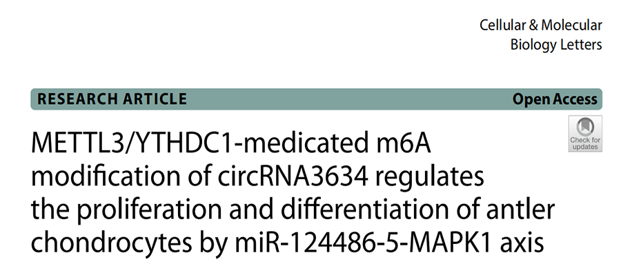 分子探针与表观遗传学研究好文分享：METTL3/YTHDC1药物治疗的m6A修饰circRNA3634通过miR1244865MAPK1轴调控鹿角软骨细胞的增殖和分化 （IF=8.3001）