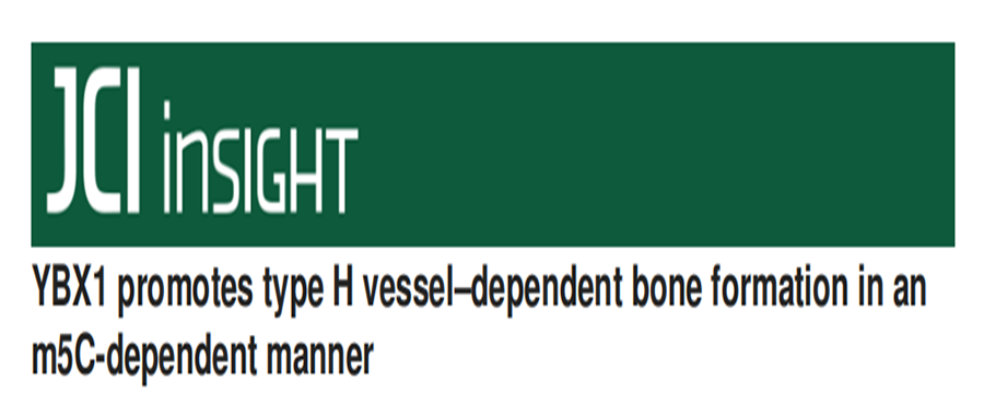 分子探针与表观遗传学研究好文分享：BX1以m5c依赖的方式促进H型血管依赖的骨形成