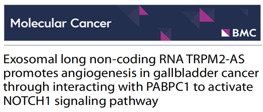 分子探针与表观遗传学研究好文分享：外泌体长链非编码RNA TRPM2-AS通过与PABPC1相互作用，激活NOTCH1信号通路，促进胆囊癌中的血管生成