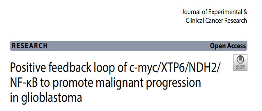 分子探针与表观遗传学研究好文分享：c-myc/XTP6/NDH2/ NF-κB的正反馈回路促进胶质母细胞瘤的恶性进展