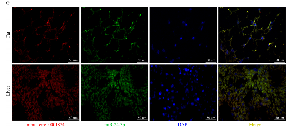 Interference of a mammalian circRNA regulates lipid metabolism reprogramming by targeting miR243p and Igf2bp2 Ucp1 axis