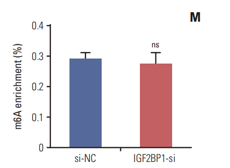 Gemcitabine Inhibits the Progression of Pancreatic Cancer by Restraining the WTAP/MYC Chain in an m6A-Dependent Manner