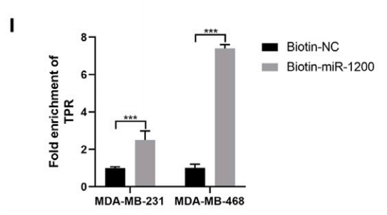 CircZCCHC2 decreases pirarubicin sensitivity and promotes triple-negative breast cancer development via the miR-1200/TPR axis