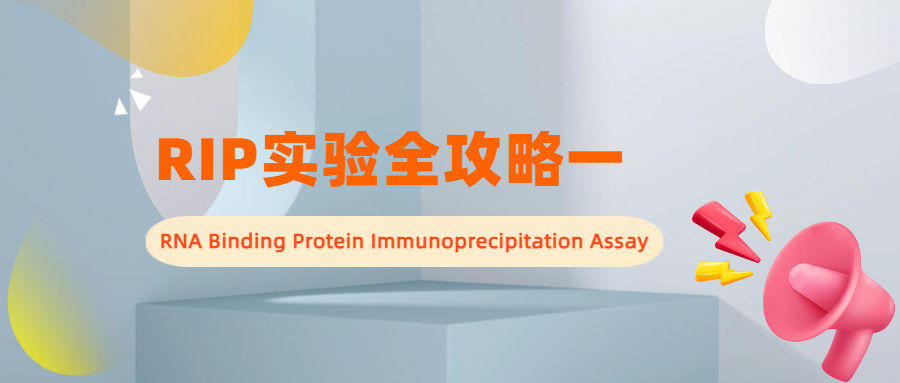 RIP实验全攻略一：解锁RNA与蛋白互作网络