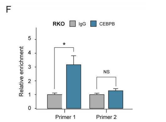 CEBPB-mediated upregulation of SERPINA1 promotes colorectal cancer progression by enhancing STAT3 signaling