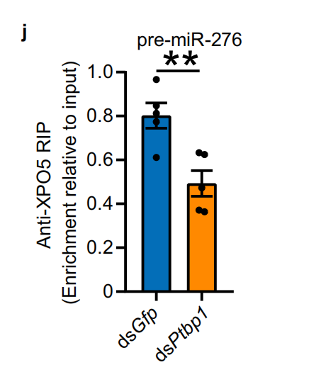Parental experiences orchestrate locust egg hatching synchrony by regulating nuclear export of precursor miRNA