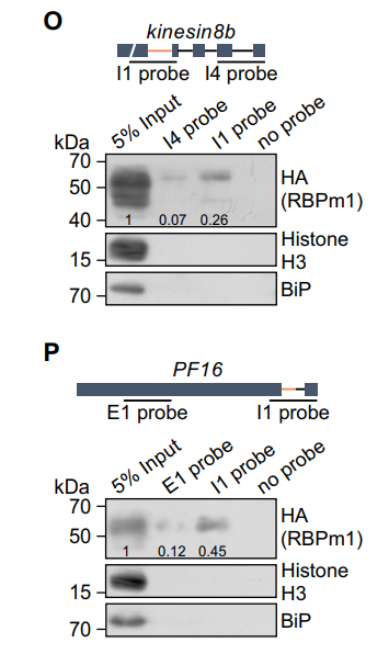 An axonemal intron splicing program sustains Plasmodium male development