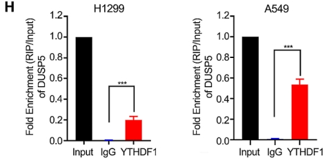  DUSP5 regulated by YTHDF1-mediated m6A modification promotes epithelial-mesenchymal transition and EGFR-TKI resistance via the TGF-β/Smad signaling pathway in lung adenocarcinoma