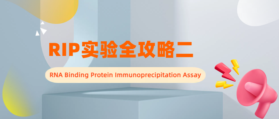 RIP实验全攻略二：解锁RNA与蛋白互作网络
