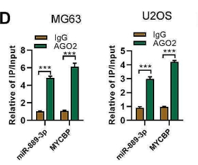 Circ_0002669 promotes osteosarcoma tumorigenesis through directly binding to MYCBP and sponging miR-889-3p