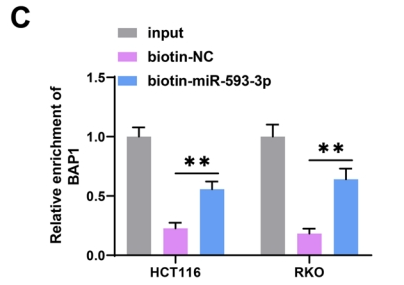 Circ_0087851 suppresses colorectal cancer malignant progression through triggering miR‑593-3p/BAP1-mediated ferroptosis