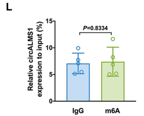 CircALMS1 Alleviates Pulmonary Microvascular Endothelial Cell Dysfunction in Pulmonary Hypertension