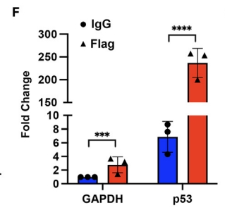 circKDM1A suppresses bladder cancer progression by sponging miR-889-3p/CPEB3 and stabilizing p53 mRNA