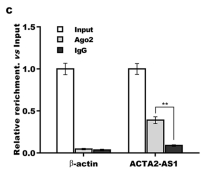 Long non-coding RNA ACTA2-AS1 suppresses metastasis of papillary thyroid cancer via regulation of miR-4428/KLF9 axis