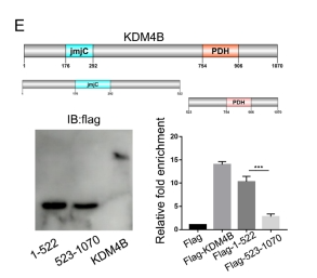 circBRAF promotes the progression of triple-negative breast cancer through modulating methylation by recruiting KDM4B to histone H3K9me3 and IGF2BP3 to mRNA