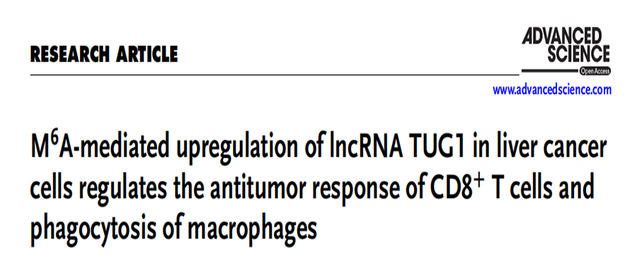 分子探针与表观遗传学研究好文分享：m6a介导的肝癌细胞中lncRNA TUG1的上调调控CD8+ T细胞的抗肿瘤反应和巨噬细胞的吞噬作用
