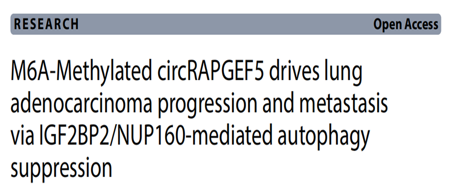 分子探针与表观遗传学研究好文分享：M6A甲基化circRAPGEF5通过IGF2BP2/NUP160介导的自噬抑制驱动肺腺癌进展与转移