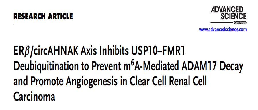 分子探针与表观遗传学研究好文分享：ERβ/circAHNAK轴抑制USP10-FMR1去泛素化，从而阻止m6A介导的ADAM17降解并促进透明细胞肾癌血管生成